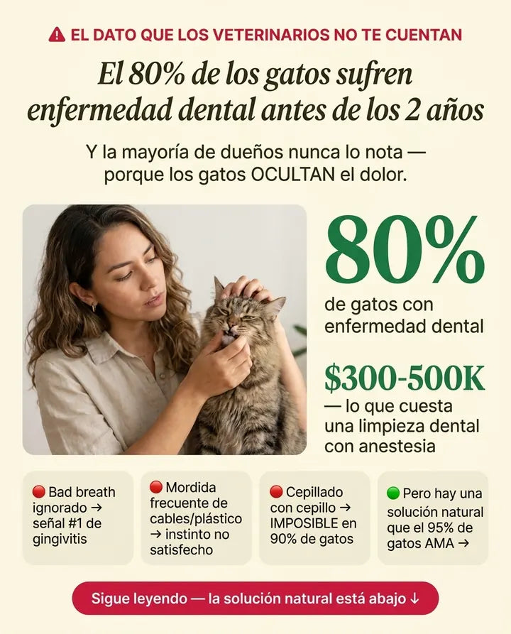 El 80% de los gatos sufren enfermedad dental antes de los 2 años