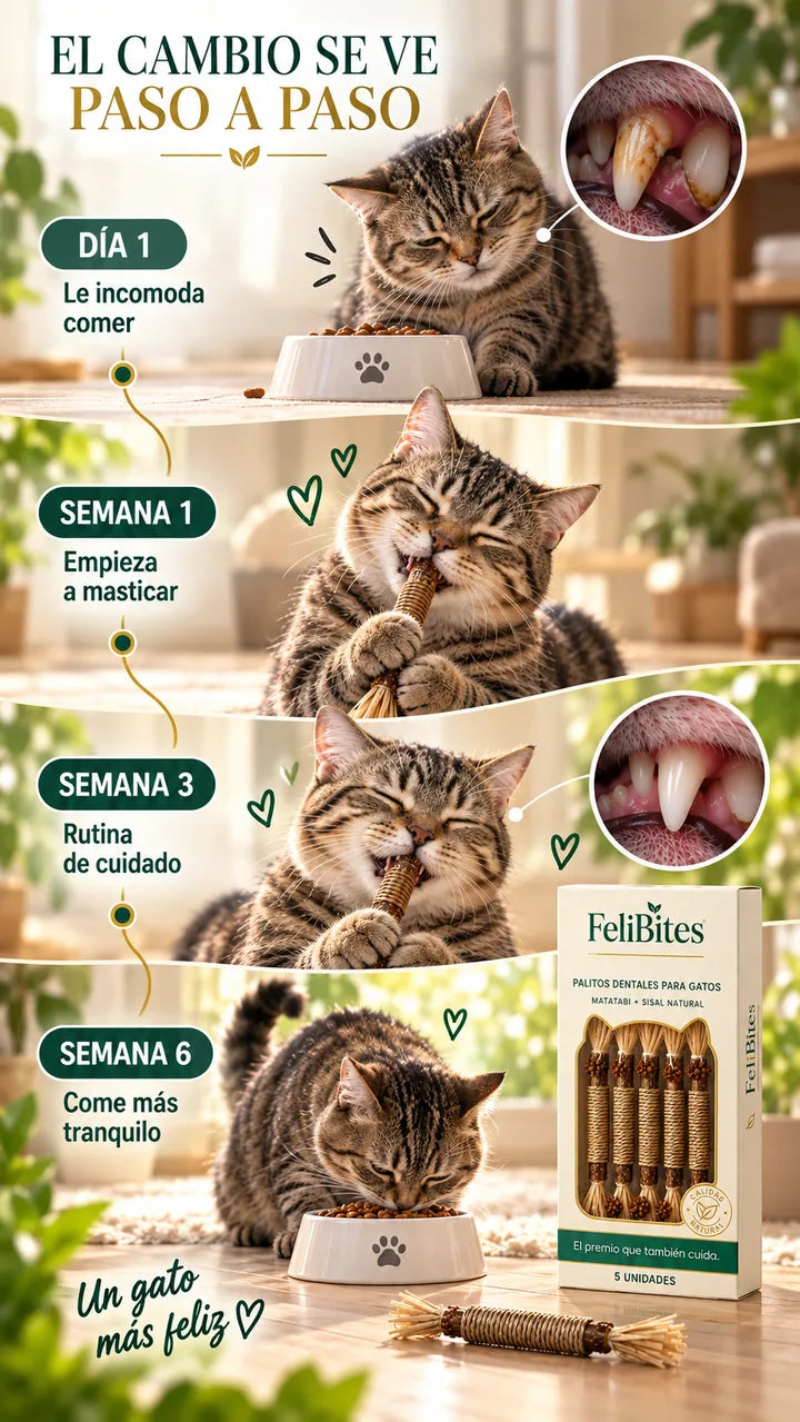 Línea de tiempo — cambios en su boca